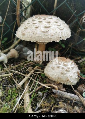 Il Derbyshire cammina Foto Stock