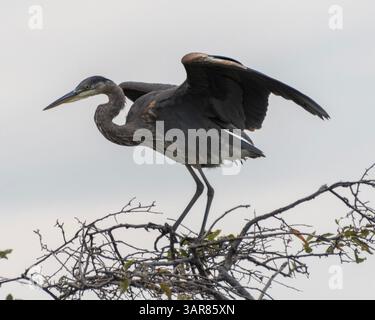 Un grande airone blu si erge su un ramo, le sue ali si sono parzialmente sparse, in un ambiente paludoso. La calma luce del mattino mette in risalto la sua maestosa forma, surr Foto Stock