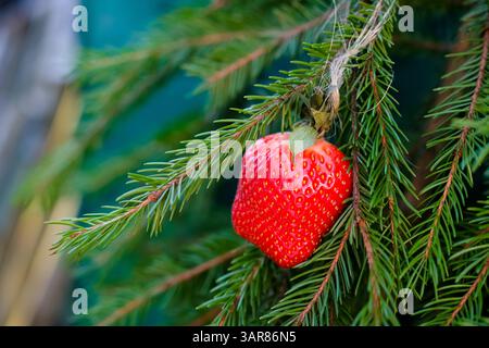 Natale ecologico o sostenibile. Fragola fresca con filetto in fibra di lino sui rami di abete. Pratiche di vacanza eco-compatibili. Decorazioni naturali. Foto Stock