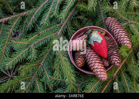 Fragola fresca, coni nel vaso di fiori e rami di abete. Natale ecologico o sostenibile. Decorazioni naturali e sostenibilità nelle scelte dei consumatori Foto Stock