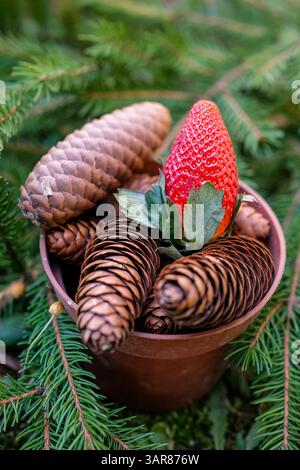 Fragola fresca, coni nel vaso di fiori e rami di abete. Natale ecologico o sostenibile. Decorazioni naturali e sostenibilità nelle scelte dei consumatori Foto Stock