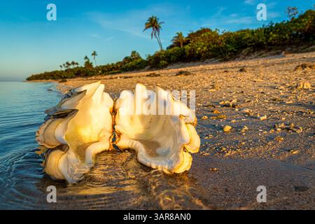 Seashell on a beach, Fiji Foto Stock