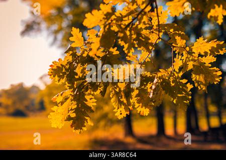 Tranquillo primo piano di foglie dorate con alberi bokeh sfocati, da sogno, in autunno, sullo sfondo naturale, vista panoramica stagionale del paesaggio all'aperto Foto Stock