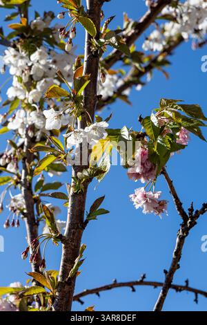 Belfast, Regno Unito. 17 aprile 2025. 17/04/2025 Belfast Rosgoill Park fiori di petali bianchi su Cherry Blossom Tree. Nel 2024 fiorì solo i petali rosa. Tuttavia quest'anno l'albero fiorì sia rosa che petali bianchi credito: Bonzo/Alamy Live News Foto Stock