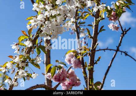 Belfast, Regno Unito. 17 aprile 2025. 17/04/2025 Belfast Rosgoill Park fiori di petali bianchi su Cherry Blossom Tree. Nel 2024 fiorì solo i petali rosa. Tuttavia quest'anno l'albero fiorì sia rosa che petali bianchi credito: Bonzo/Alamy Live News Foto Stock