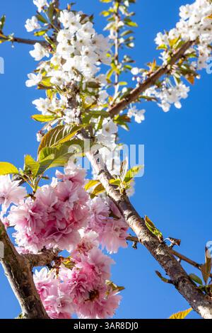 Belfast, Regno Unito. 17 aprile 2025. 17/04/2025 Belfast Rosgoill Park fiori di petali bianchi su Cherry Blossom Tree. Nel 2024 fiorì solo i petali rosa. Tuttavia quest'anno l'albero fiorì sia rosa che petali bianchi credito: Bonzo/Alamy Live News Foto Stock
