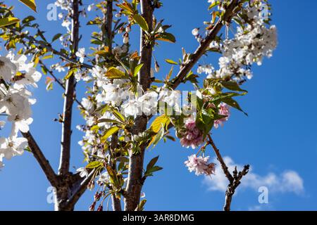 Belfast, Regno Unito. 17 aprile 2025. 17/04/2025 Belfast Rosgoill Park fiori di petali bianchi su Cherry Blossom Tree. Nel 2024 fiorì solo i petali rosa. Tuttavia quest'anno l'albero fiorì sia rosa che petali bianchi credito: Bonzo/Alamy Live News Foto Stock