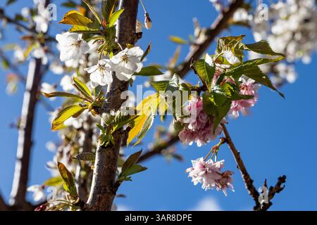 Belfast, Regno Unito. 17 aprile 2025. 17/04/2025 Belfast Rosgoill Park fiori di petali bianchi su Cherry Blossom Tree. Nel 2024 fiorì solo i petali rosa. Tuttavia quest'anno l'albero fiorì sia rosa che petali bianchi credito: Bonzo/Alamy Live News Foto Stock