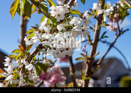 Belfast, Regno Unito. 17 aprile 2025. 17/04/2025 Belfast Rosgoill Park fiori di petali bianchi su Cherry Blossom Tree. Nel 2024 fiorì solo i petali rosa. Tuttavia quest'anno l'albero fiorì sia rosa che petali bianchi credito: Bonzo/Alamy Live News Foto Stock