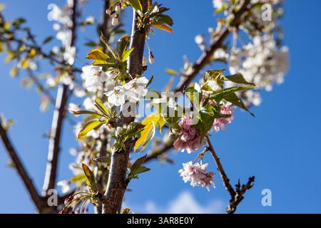 Belfast, Regno Unito. 17 aprile 2025. 17/04/2025 Belfast Rosgoill Park fiori di petali bianchi su Cherry Blossom Tree. Nel 2024 fiorì solo i petali rosa. Tuttavia quest'anno l'albero fiorì sia rosa che petali bianchi credito: Bonzo/Alamy Live News Foto Stock