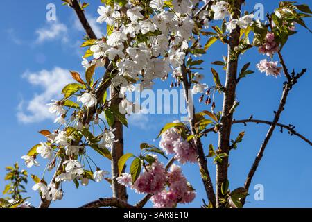 Belfast, Regno Unito. 17 aprile 2025. 17/04/2025 Belfast Rosgoill Park fiori di petali bianchi su Cherry Blossom Tree. Nel 2024 fiorì solo i petali rosa. Tuttavia quest'anno l'albero fiorì sia rosa che petali bianchi credito: Bonzo/Alamy Live News Foto Stock