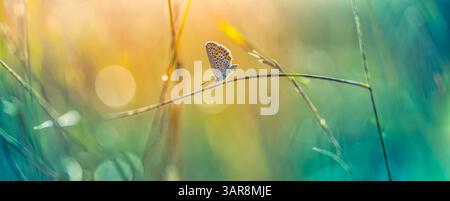Splendida erba illuminata dal sole con farfalle in un prato scintillante tramonto. Splendida bellezza della natura calma calma e tranquillità. Incredibile vista colorata della natura macro Foto Stock