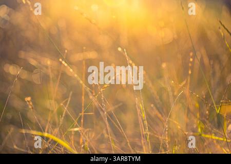 Prato dorato astratto che si illumina di luce calda del tramonto con soffice bokeh sfocato e lussureggiante vegetazione che crea un tranquillo e tranquillo sfondo naturale stagionale Foto Stock