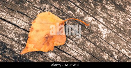 Serena scena autunnale con foglie arancioni e gialle asciutte su una superficie in legno, sfondo naturale stagionale, ambiente tranquillo e accogliente. Vista dall'alto della scena autunnale Foto Stock