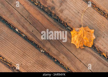 Serena scena autunnale con foglie secche di arancio e giallo su una superficie in legno, sfondo naturale stagionale, accogliente e tranquillo ambiente autunnale con vista dall'alto Foto Stock