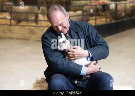 Abbotsham, Regno Unito. 17 apr 2025 il leader del gruppo Lib DEM Sir ed Davey nella foto della campagna elettorale di The Big Sheep ad Abbotsham, nel North Devon, in vista delle elezioni locali del mese prossimo. Il signor Davey si avvicina a una delle capre della miniaturizzazione dei Pigmei al Big Sheep il signor Davey è stato accompagnato al parco a tema da Ian Roome MP e Caroline leader (Devon County Council - Group leader) crediti: Mark Passmore/ Alamy Live News Foto Stock