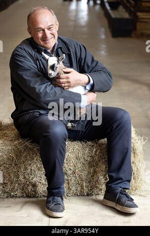 Abbotsham, Regno Unito. 17 apr 2025 il leader del gruppo Lib DEM Sir ed Davey nella foto della campagna elettorale di The Big Sheep ad Abbotsham, nel North Devon, in vista delle elezioni locali del mese prossimo. Il signor Davey si avvicina a una delle capre della miniaturizzazione dei Pigmei al Big Sheep il signor Davey è stato accompagnato al parco a tema da Ian Roome MP e Caroline leader (Devon County Council - Group leader) crediti: Mark Passmore/ Alamy Live News Foto Stock