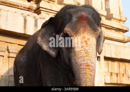 Elefante indiano di fronte a un tempio di Hampi, in India, dipinto con i colori della festa di holi Foto Stock