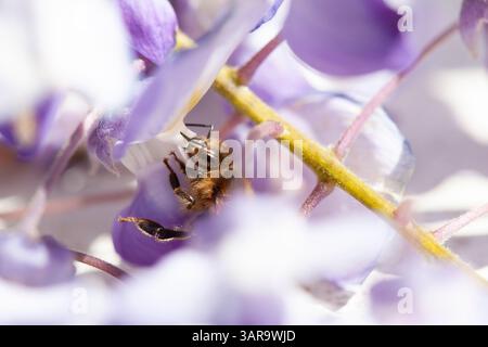 Londra, Regno Unito. Meteo nel Regno Unito, 17 aprile 2025: Api che si nutrono del nettare di fiori di glicine, che sono aperte a Londra dopo diversi giorni di clima mite e soleggiato. Le previsioni sono per la pioggia durante il fine settimana di Pasqua. Crediti: Anna Watson/Alamy Live News Foto Stock