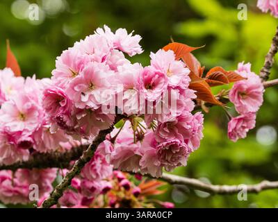 Fioritura primaverile rosa del robusto ciliegio giapponese in fiore, Prunus serrulata "Kanzan" Foto Stock