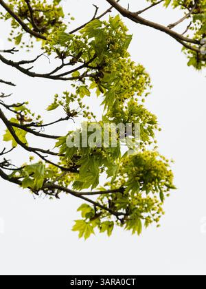 Fiori primaverili gialli e verdi dell'acero deciduo di Norvegia, Acer platanoides Foto Stock