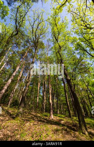 Foresta mista in primavera, monti Sopron, Sopron, Ungheria Foto Stock