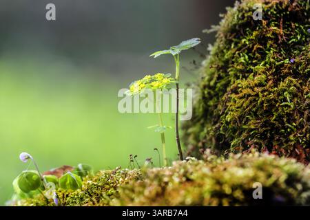 Un paesaggio boschivo di Sun Spurd (Euphorbia helioscopia), un alberello e un Sorrel (Oxalis acetosella) che cresce su un tronco coperto di muschio, Teesdale, Cou Foto Stock