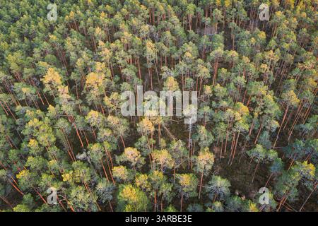 Vista aerea con droni di una fitta foresta di pini con cime dorate in Estonia al tramonto. Foto Stock