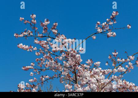 Fiori di ciliegio su un albero di ciliegio, Prunus Asano, contro un cielo blu nel giardino di Kew, Kew, Londra, Regno Unito Foto Stock