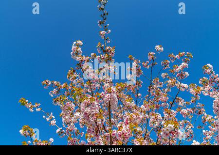 Fiori di ciliegio da un albero di ciliegio (Prunus 'Matsumae-usugasanesomei') contro un cielo blu nei giardini di Kew, Kew, Londra, Regno Unito Foto Stock