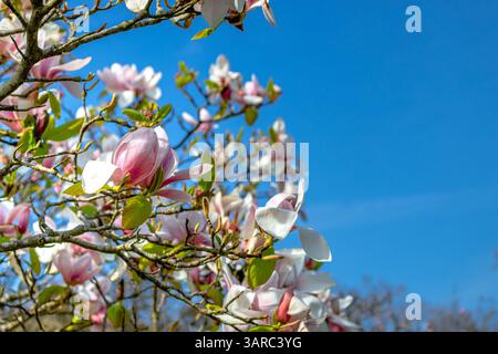 Magnolia x soulangeana che fiorisce contro un cielo blu a Kew Gardens, Kew, Londra, Regno Unito Foto Stock