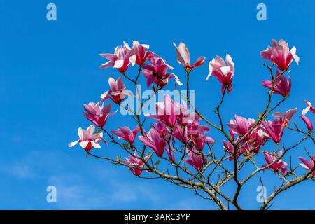 Fiori rosa di un albero di Magnolia (spettro di Magnolia) che fioriscono contro un cielo blu, giardini di Kew, Kew, Londra, Regno Unito Foto Stock