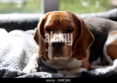Cane Beagle carino sdraiato sul suo letto. Concetto di animale domestico felice. Foto Stock