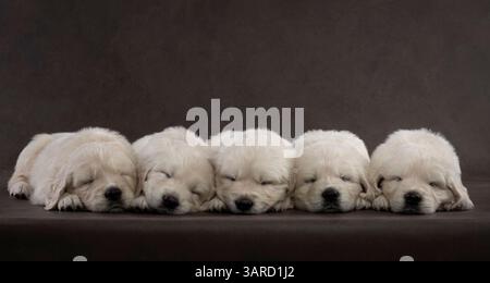 Cinque piccoli cuccioli di Labrador Retriever che dormono insieme in pace, accoccolati in un'accogliente pila, adagiati su uno sfondo morbido e artistico Foto Stock