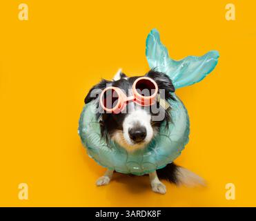 Divertente ritratto di cane estivo. Cucciolo con collie sul bordo che indossa sirena gonfiabile e occhiali. Isolato su sfondo giallo Foto Stock