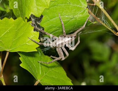 Donna ragno americano vivaio web Pisaurina mira che protegge spiderling incubatrici natura. Foto Stock