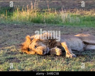 Maestoso leone maschile che riposa pacificamente nel caldo sole pomeridiano, crogiolandosi nella luce dorata della serena natura selvaggia della savana africana Foto Stock