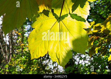 La luce del sole filtra attraverso le foglie verdi vibranti di un albero, creando uno splendido spettacolo naturale. Foto Stock