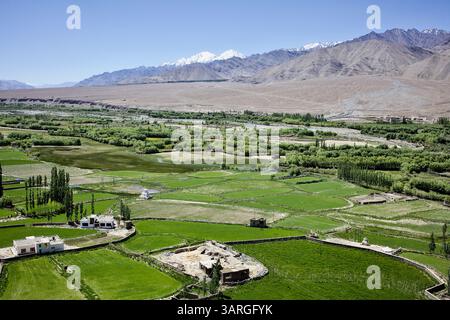 Vista panoramica dal Monastero di Spituk, Ladakh, con lussureggianti campi verdi, curve del fiume e aride pendici di montagna sotto un vibrante cielo estivo. Foto Stock