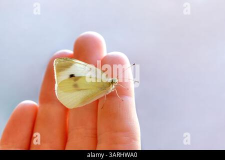 Farfalla bianca di cavolo che poggia sulla mano di un bambino Foto Stock