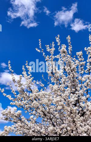 L'albero di pera Callery in piena fioritura Foto Stock