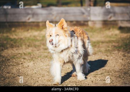 Collie di bordo Foto Stock