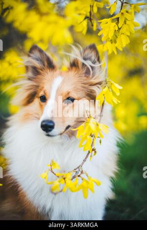 Sheepdog Shetland Foto Stock