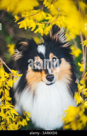 Sheepdog Shetland Foto Stock