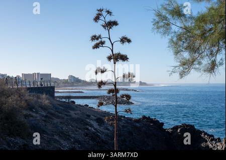 Hotel, resort, spiagge sabbiose a sud di Tenerife vicino a Costa Adeje e Playa de las Americas, isole Canarie, Spagna in inverno Foto Stock