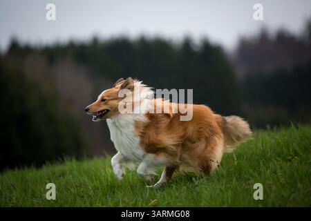 Sheepdog Shetland Foto Stock