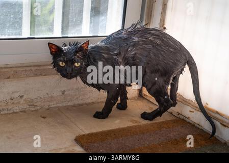 Il gatto nero arrabbiato si è bagnato dopo il bagno, sembrava dispiaciuto e sconvolto Foto Stock