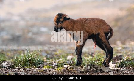 Vista ravvicinata di un agnello nano del Camerun appena nato (Ovis gmelini aries) con cordone ombelicale, spazio di copia, sfondo morbido, angolo basso, 16:9 Foto Stock