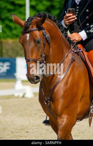 sport equestre, cavaliere e cavallo, cavallo marrone da vicino con cavaliere in abito nero Foto Stock