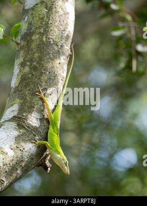 Primo piano di un anolo verde o Anolis carolinensis sulla corteccia grigia e bianca di un albero di Yaupon Holly in Texas. Sta guardando la telecamera. Foto Stock